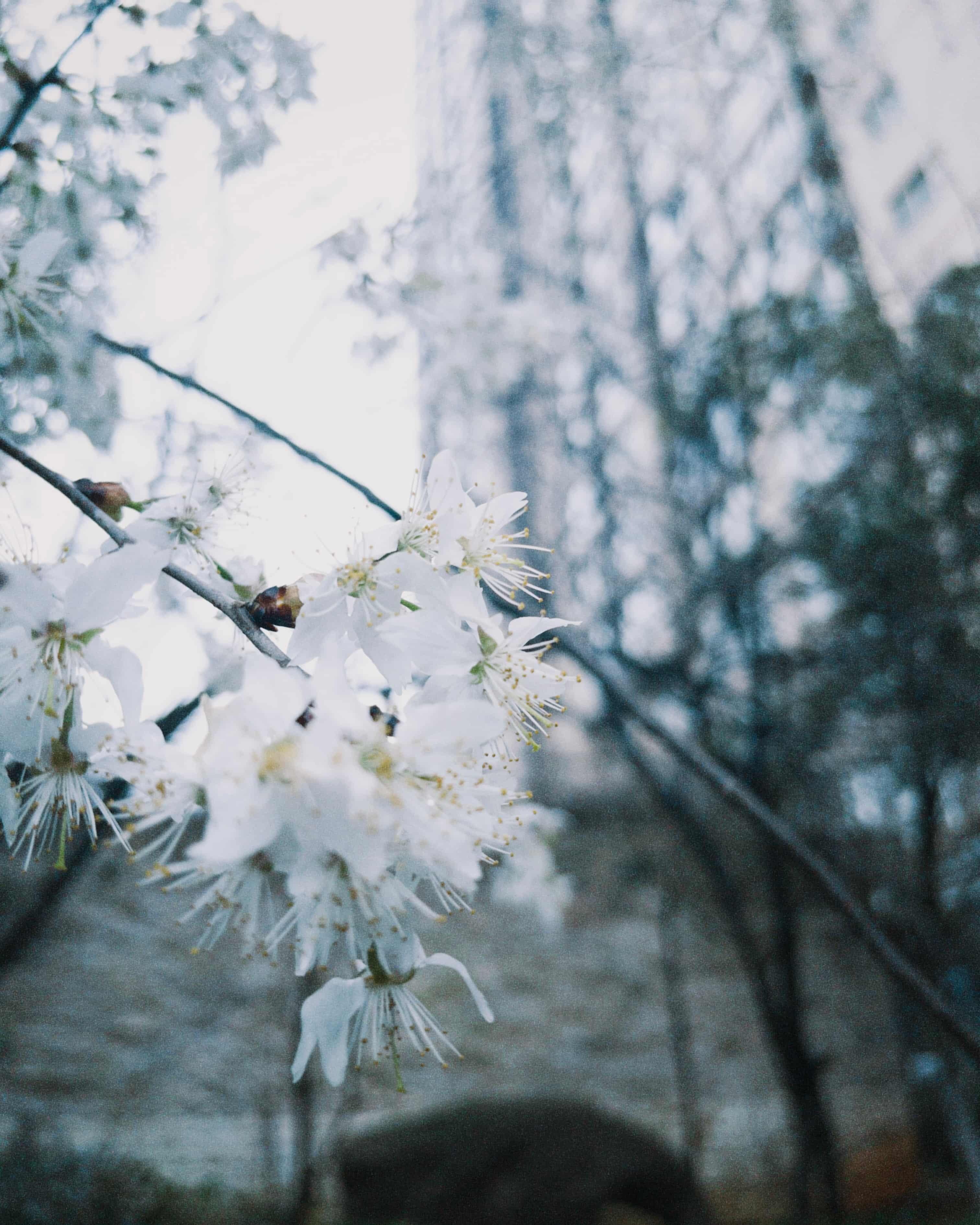 Sleeping Cherry Blossoms Before the Rain