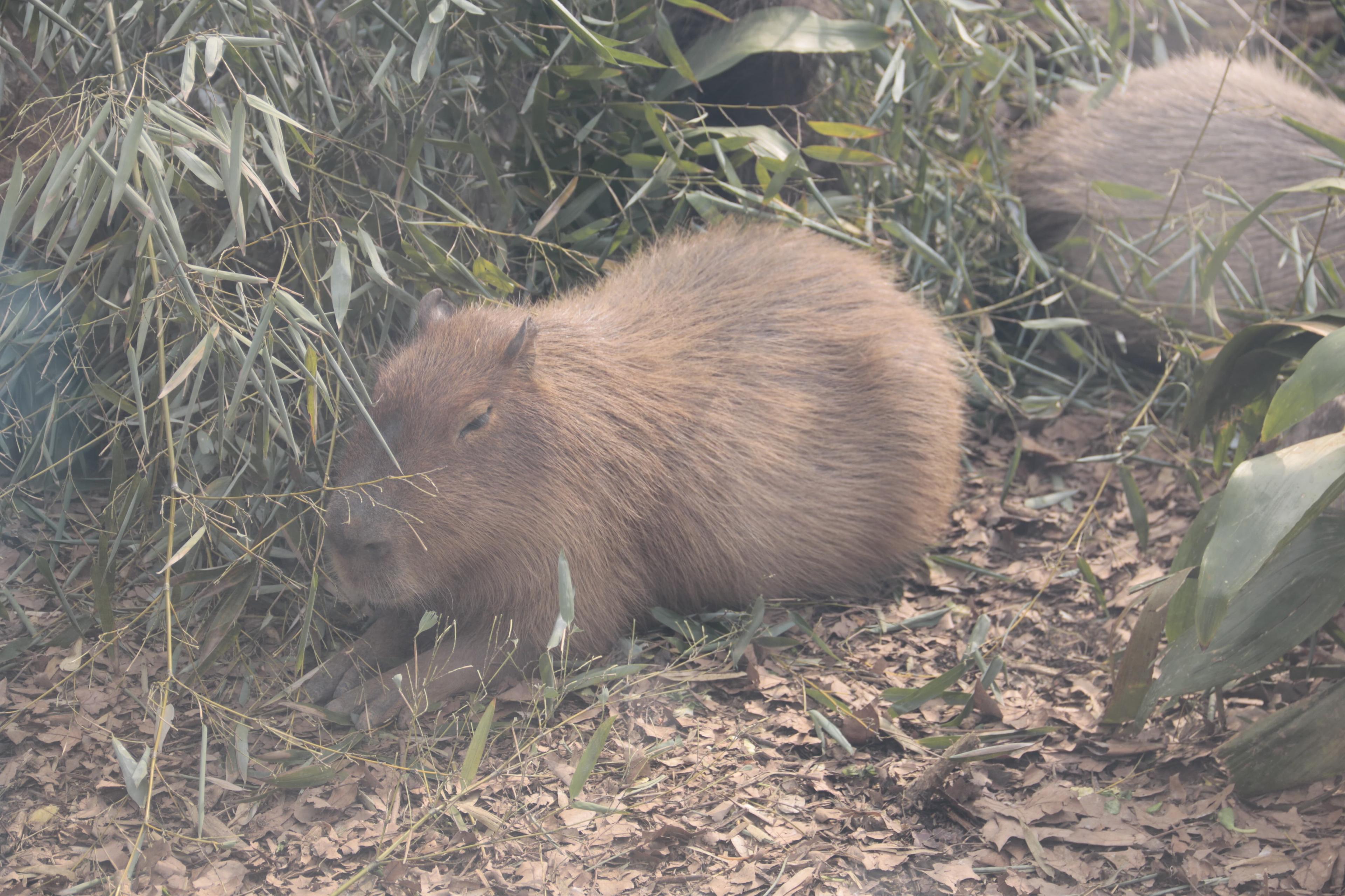 Capybara