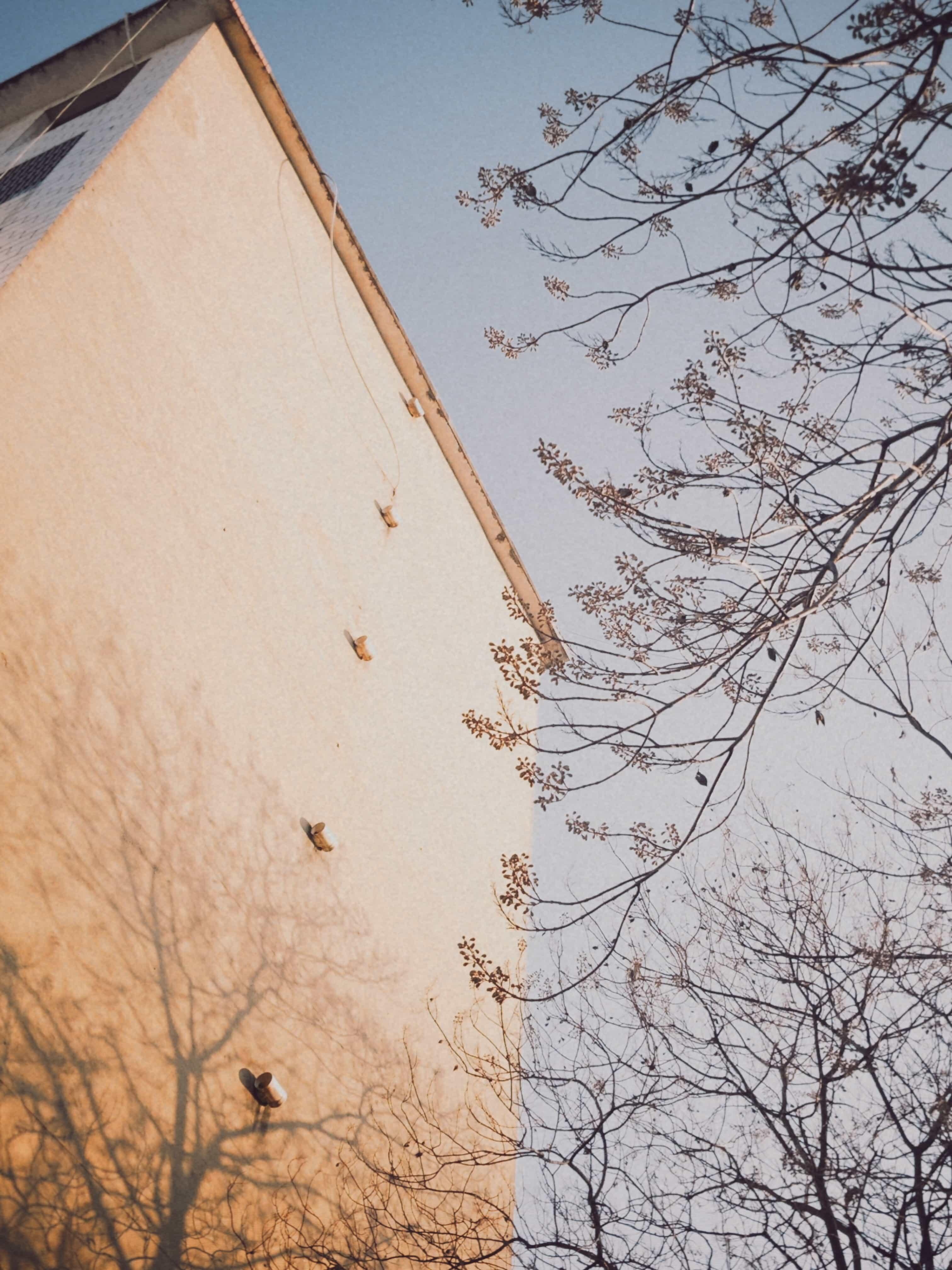 Mottled tree shadows, swaying hearts