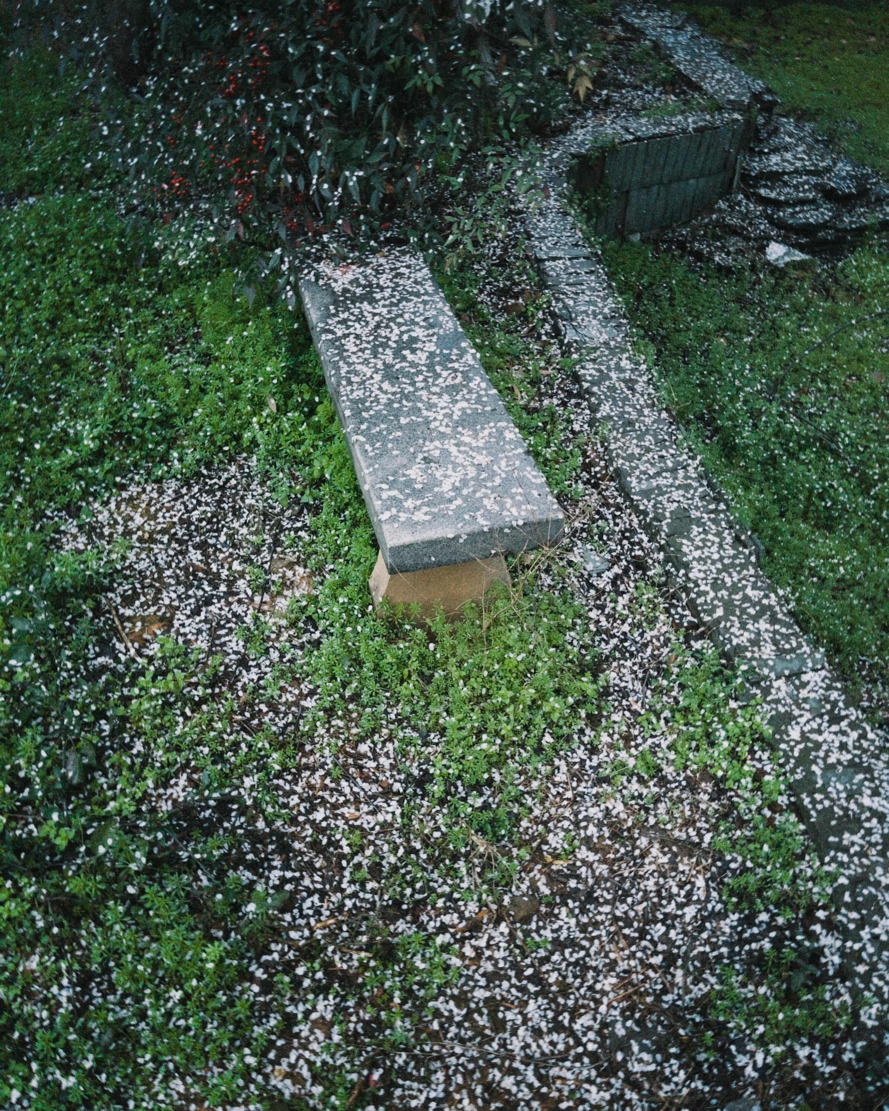 Broken Cherry Blossoms After the Rain