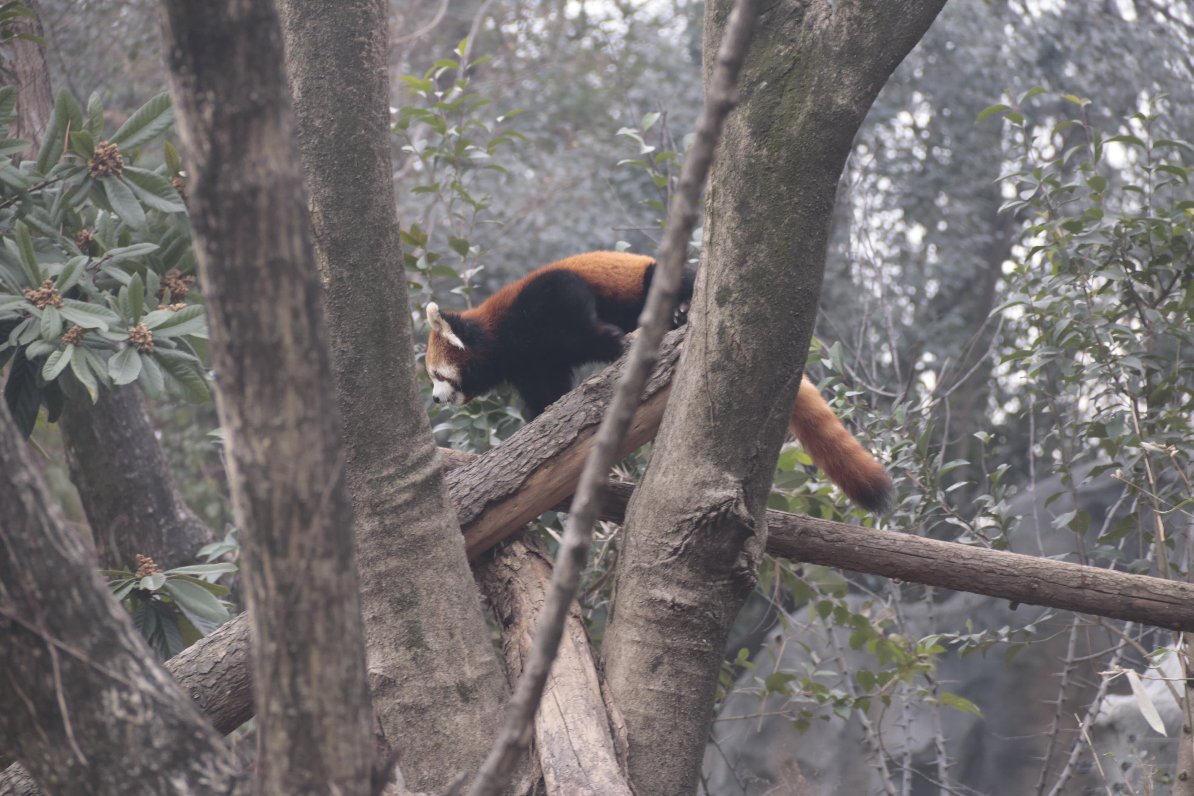 Chinese Red Panda