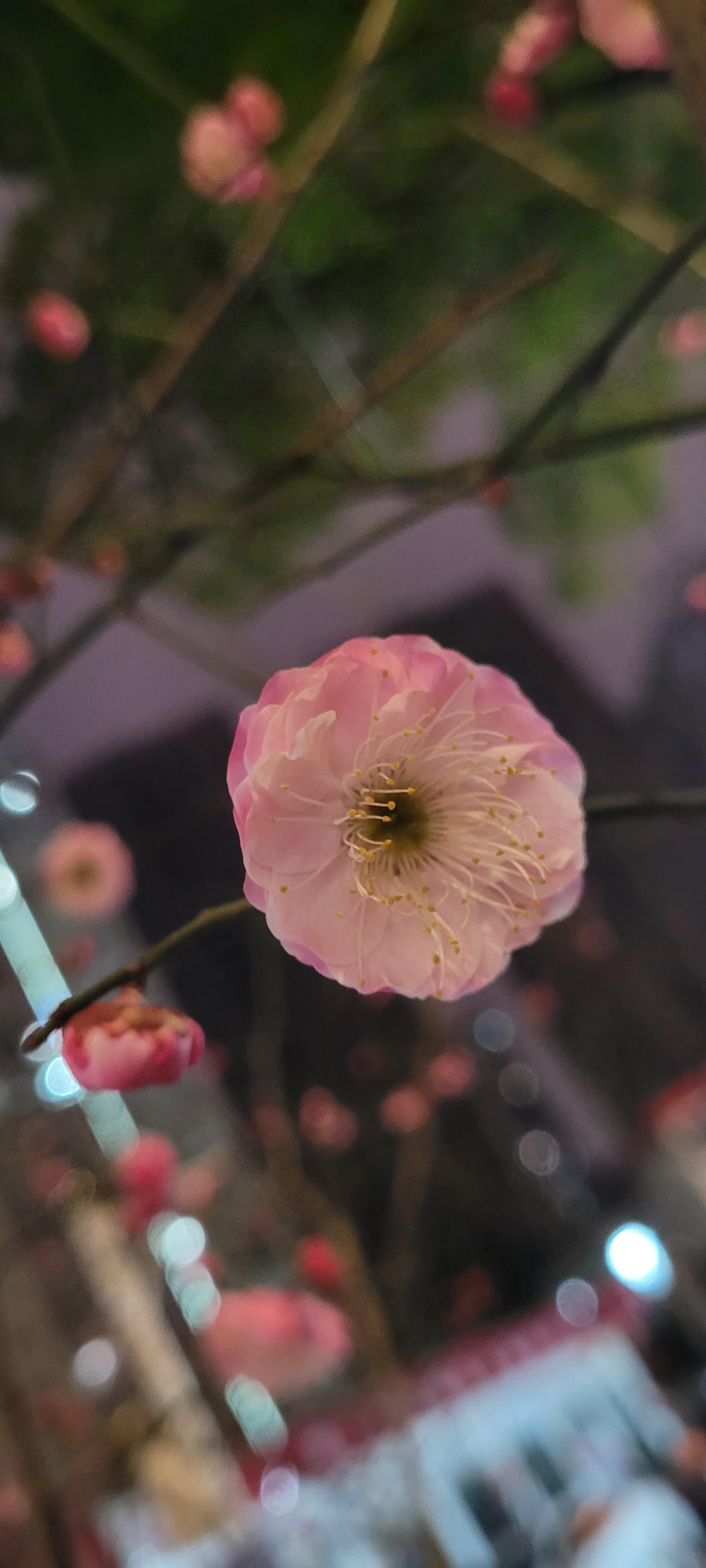 I posted it on Dodo, international friends call it Japanese quince